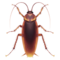Cockroach emoji on Apple